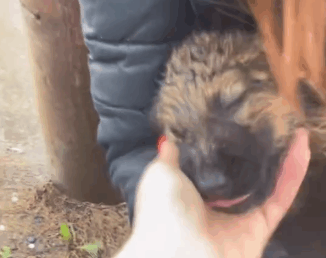 Part2.Animals Rescue #dogrescue #rescuedog #dogsofttiktok #foryoupage #foryou #dogs