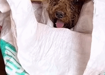 Part 2.Animals Rescue #rescuedog #dogrescue #dogsofttiktok #foryoupage #foryou #dogs