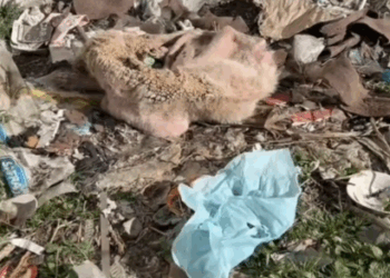 parte rescue of an abandoned dog in the middle of the garbage with many difficulties_part1