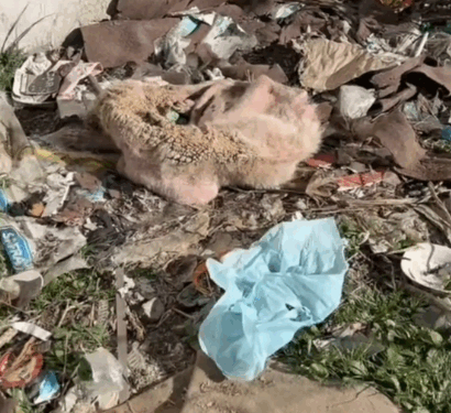parte rescue of an abandoned dog in the middle of the garbage with many difficulties_part1