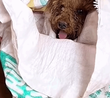 Part 2.Animals Rescue #rescuedog #dogrescue #dogsofttiktok #foryoupage #foryou #dogs