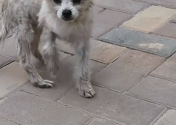 Adopt a puppy that was abandoned due to a broken leg and illness_part2