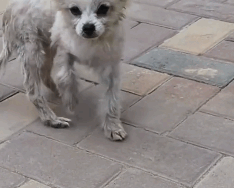 Adopt a puppy that was abandoned due to a broken leg and illness_part2