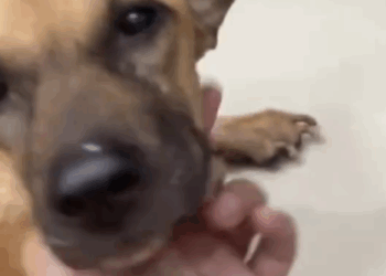 Oh, Whistle, you live forever in the memories and hearts of the Blue House and everyone. Goodbye little angel._part2