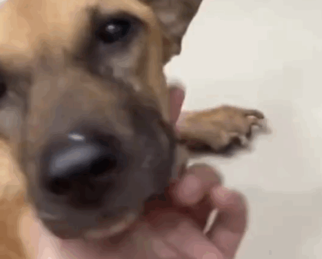 Oh, Whistle, you live forever in the memories and hearts of the Blue House and everyone. Goodbye little angel._part2