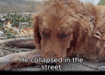 They Abandoned Him. We Didn’t_part2