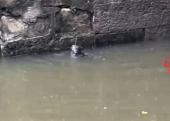 The stray kitten fell into the water, and a kind girl saved him. He is now living well_part2