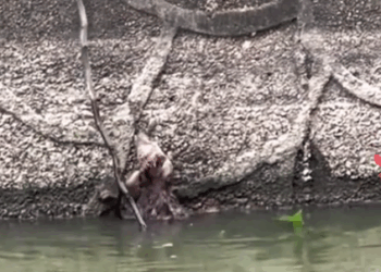 The drowning puppy was rescued by kind-hearted people, and the poor puppy was homeless, but…_part2