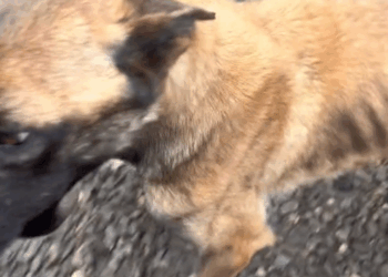 Răspunde lui @andramadalina Anghel sau Digo as vrea sa il numesc poate ma ajutati sa aleg ._part2