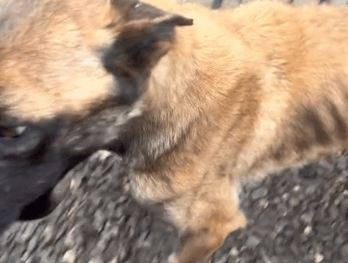 Răspunde lui @andramadalina Anghel sau Digo as vrea sa il numesc poate ma ajutati sa aleg ._part2