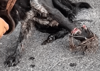 Part2. Animals Rescue #dogrescue #rescuedog #dogsofttiktok #foryoupage #foryou #dogs