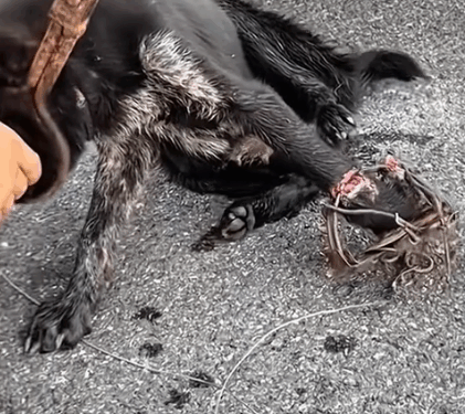 Part2. Animals Rescue #dogrescue #rescuedog #dogsofttiktok #foryoupage #foryou #dogs