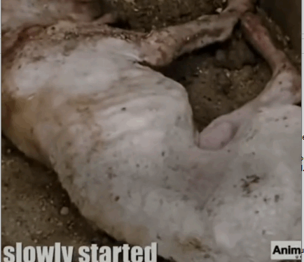 rescue of a small abandoned dog in a home with serious problems❤️ #dog #rescue #puppy #saved_part2