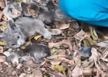 We tried our best but could not save the mother cat_part2