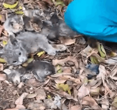 We tried our best but could not save the mother cat_part2