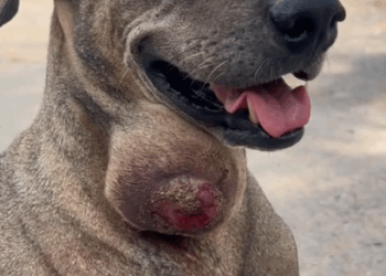 Sometimes a street dog has very little hope and that was the case with Pepper._part2