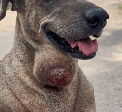 Sometimes a street dog has very little hope and that was the case with Pepper._part2