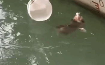 Part2. Animals Rescue #dogrescue #rescuedog #dogsofttiktok #foryoupage #foryou #dogs