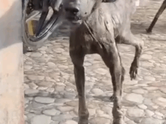 Part2.Animals Rescue #dogrescue #rescuedog #dogsofttiktok #foryoupage #foryou #dogs