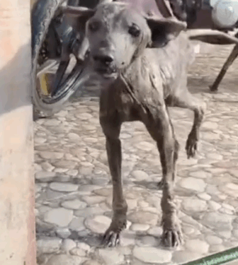Part2.Animals Rescue #dogrescue #rescuedog #dogsofttiktok #foryoupage #foryou #dogs