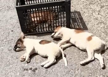 Part2.Animals Rescue #dogrescue #rescuedog #dogsofttiktok #foryoupage #foryou #dogs