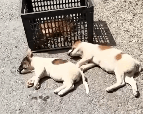 Part2.Animals Rescue #dogrescue #rescuedog #dogsofttiktok #foryoupage #foryou #dogs