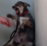 Part2.Animals Rescue #dogrescue #rescuedog #dogsofttiktok #foryoupage #foryou #dogs