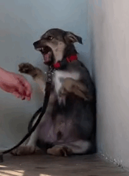 Part2.Animals Rescue #dogrescue #rescuedog #dogsofttiktok #foryoupage #foryou #dogs