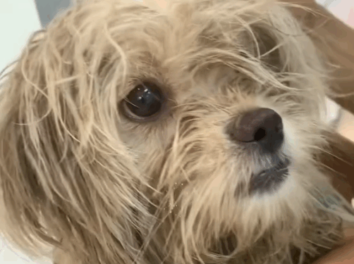 part2.Animals Rescue #dogrescue #rescuedog #dogsofttiktok #foryoupage #foryou #dogs