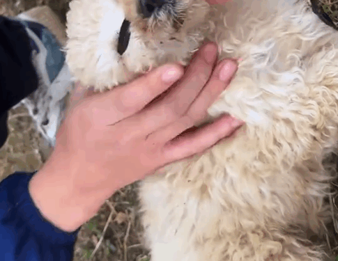 Part2.Animals Rescue #dogrescue #rescuedog #dogsofttiktok #foryoupage #foryou #dogs