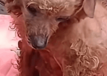 Part 2.Animals Rescue #rescuedog #dogrescue #dogsofttiktok #foryoupage #foryou #dogs