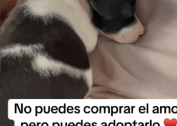 rescue of a small dog abandoned on the ground❤️_part1