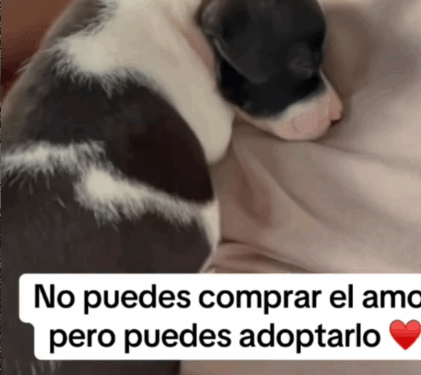 rescue of a small dog abandoned on the ground❤️_part1