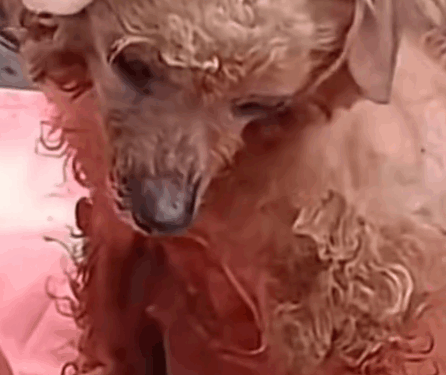 Part 2.Animals Rescue #rescuedog #dogrescue #dogsofttiktok #foryoupage #foryou #dogs