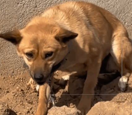 This poor little dog has stayed here since it was born.He often looks into the distance,hoping to go out and play like_part2