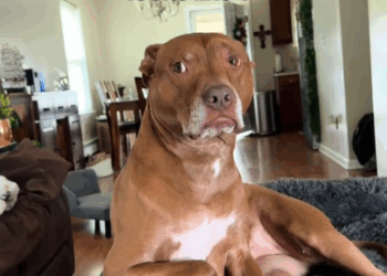 Part cat part … Mainecoon_part2