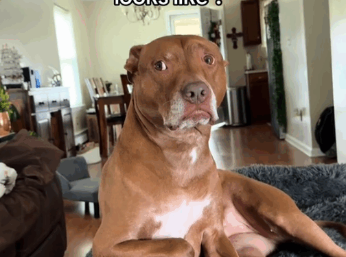 Part cat part … Mainecoon_part2