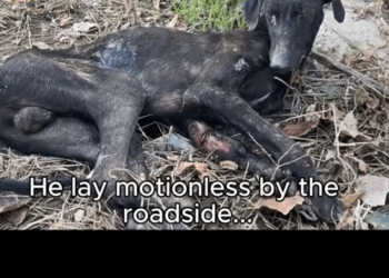 They Left Him Broken. We Helped Him Heal._part2