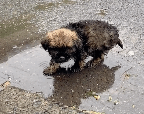 The poor little dog was crying in the rain,like a child who made a mistake,but she didn’t do anything_part2