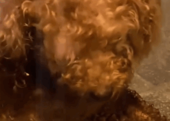 rescue dog#animal #rescueanimals_part2