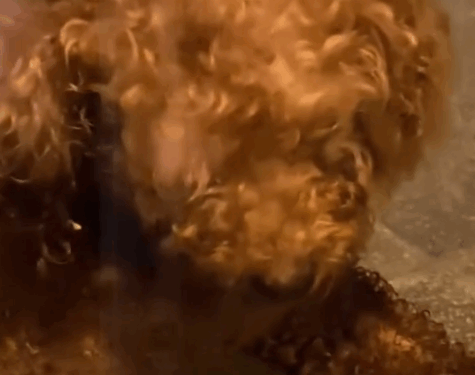 rescue dog#animal #rescueanimals_part2