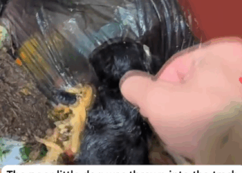 The poor little dog was thrown into the trash can,she cried out in pain,and then_part2