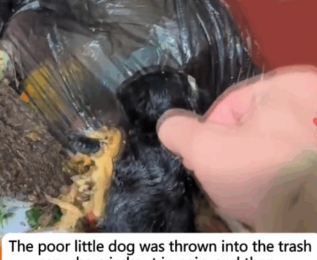 The poor little dog was thrown into the trash can,she cried out in pain,and then_part2