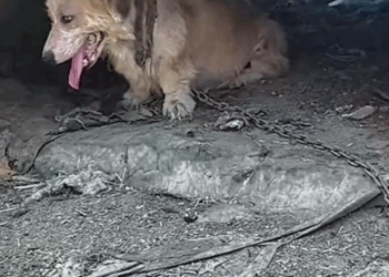 Part2. Animals Rescue #dogrescue #rescuedog #dogsofttiktok #foryoupage #foryou #dogs