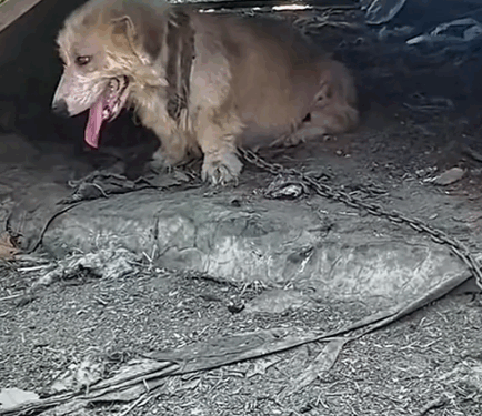 Part2. Animals Rescue #dogrescue #rescuedog #dogsofttiktok #foryoupage #foryou #dogs