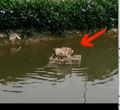 parte 551 rescue of a little dog in the river over a wooden board❤️ #puppy#saved#dogrescue#dog #p_part2
