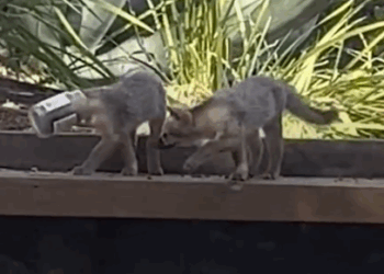 Part2.Animals Rescue #dogrescue #rescuedog #dogsofttiktok #foryoupage #foryou #dogs