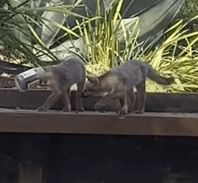 Part2.Animals Rescue #dogrescue #rescuedog #dogsofttiktok #foryoupage #foryou #dogs