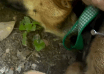 part2. Animals Rescue #dogrescue #rescuedog #dogsofttiktok #foryoupage #foryou #dogs