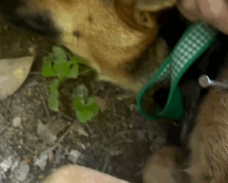 part2. Animals Rescue #dogrescue #rescuedog #dogsofttiktok #foryoupage #foryou #dogs